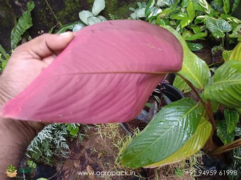 Red Shaded Calathea lutea Plant For Sale In India | Online plant nursery