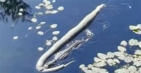 Image result for Godzilla Python