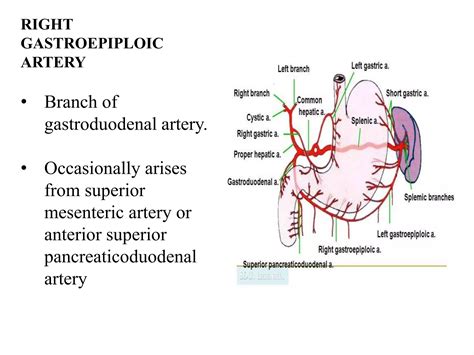 Blood supply and lymphatic drainage of stomach | PPTX