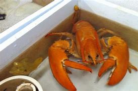 Image result for Orange lobster found