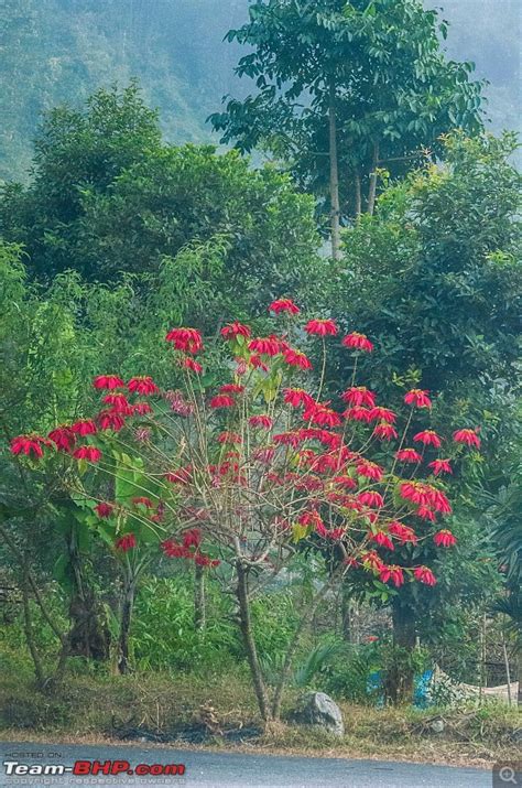 In the Villages of Kalimpong, WB - Team-BHP