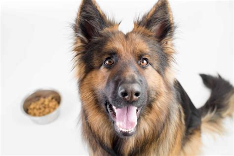 How Much Food Should A German Shepherd Eat Daily