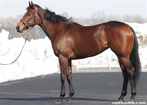 Liberty Island | Horse Profile, Pedigree, Form, Race Record - netkeiba