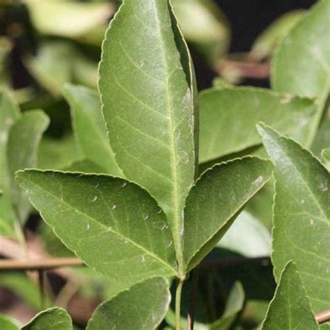 Buy INDIAN BAEL Aegle Marmelos SEEDS Online India | Ubuy