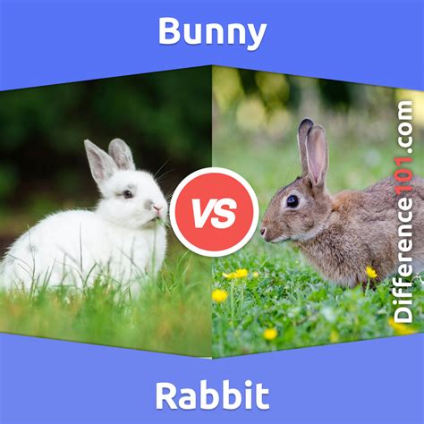 Python vs Large Rabbit Size 的图像结果