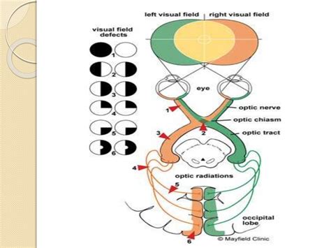 Visual Pathway Steps 的图像结果