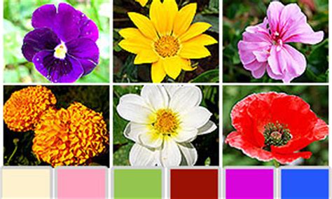 5000+ HD Flowers pictures with Detailed information