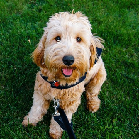 Goldendoodle Sizes: Standard, Mini And Medium Goldendoodles