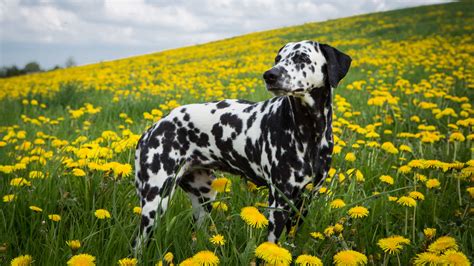 White Black Dalmatian Dog Pet Grass Yellow Flowers Field Nature ...