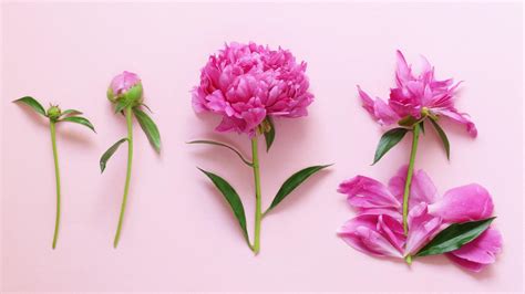 Peony season - When is peony season and how long does it last around ...