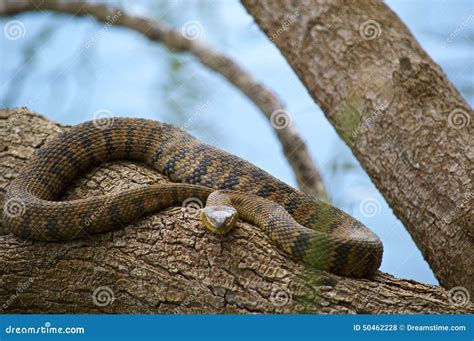 Diamond Back Water Snake stock photo. Image of south - 50462228