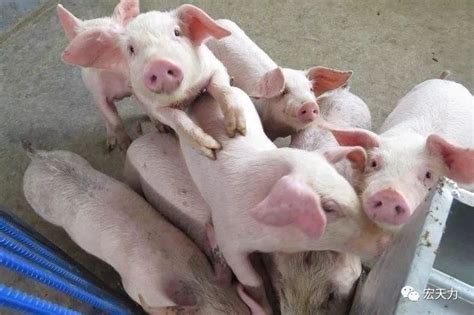 养殖生猪需要注意的几大要点 - 知乎