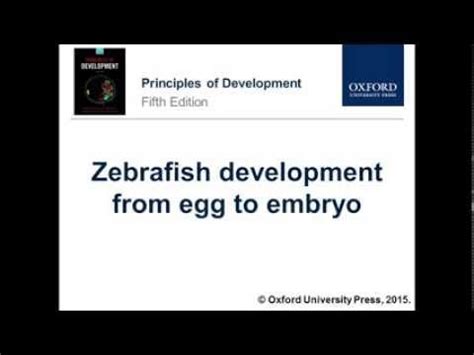 Zebrafish Embryo Time-Lapse 的图像结果