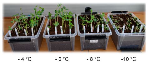Assessment of Andean lupin (Lupinus mutabilis) Genotypes for Improved ...