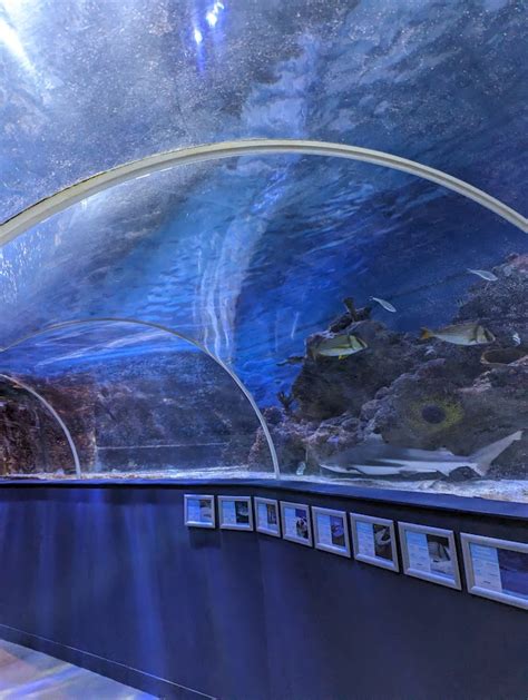 Aquarium DIY Tree Stump 的图像结果