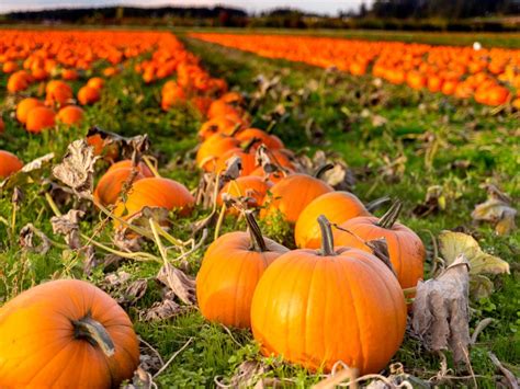 Average Pumpkin Yield Per Plant