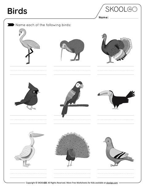 Bird Fly Worksheet 的图像结果