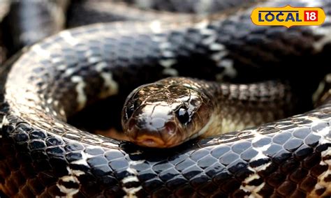 Dangerous Snakes: అత్యంత ప్రమాదకరమైన పాములు ఇవే.. ఈ వీడియో మీ కోసం ...