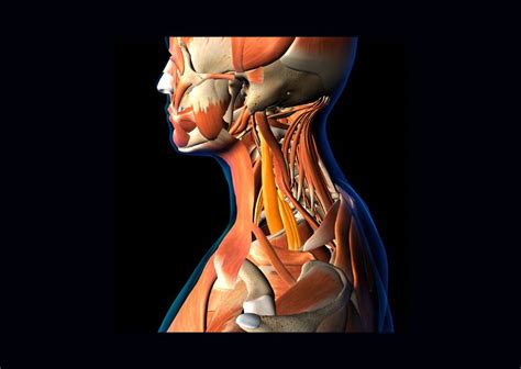 Image result for Strong Deep Tissue