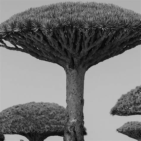 HALLA SOCOTRA (2025) All You Need to Know BEFORE You Go (with Photos ...