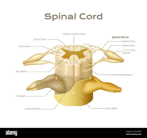Vertebrae spinal cord anatomy infographics with medical educational ...