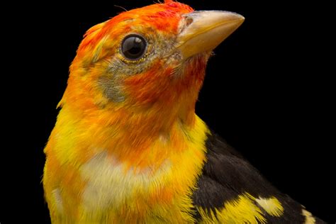 Red, Orange, and Yellow Birds in New York: Information and ...