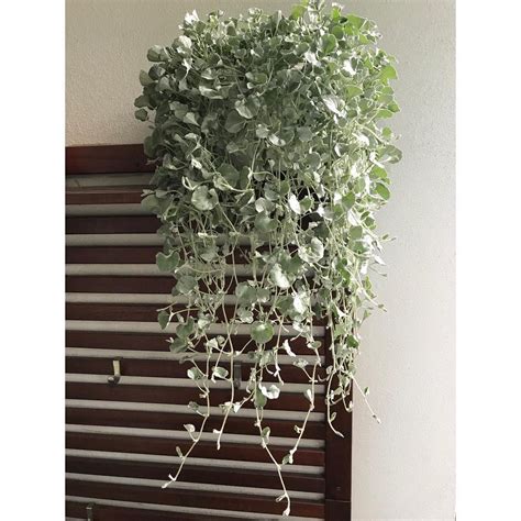15 Stunning Silver Plants for Your Garden | Houseplant Alley