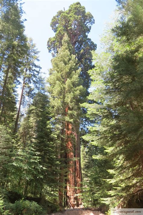 Three-Fingered Jack Tree - Sequoia Quest