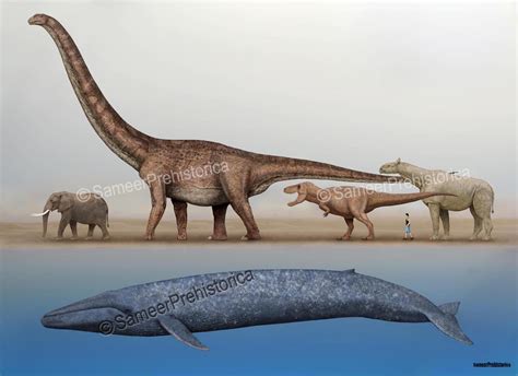 Blue Whale Size Comparison by SameerPrehistorica on DeviantArt