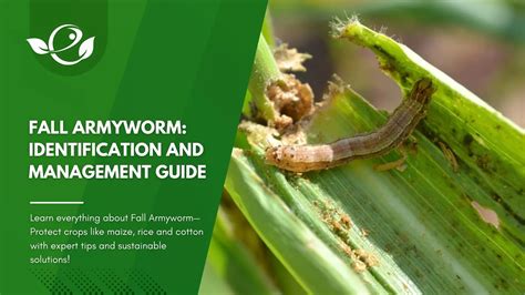 Fall Armyworm: Identification and Management Guide