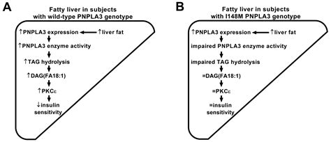 Dissociation of Fatty Liver and Insulin Resistance in I148M PNPLA3 ...