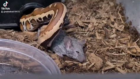 Image result for Red-tailed Python