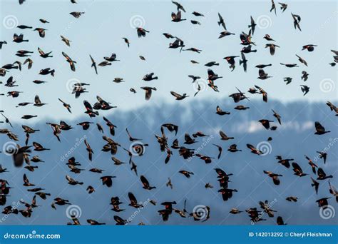 Red Winged Blackbirds Fly in Amazing Formation Over Farmlands Stock Photo - Image of beautiful ... - migration of red winged blackbird