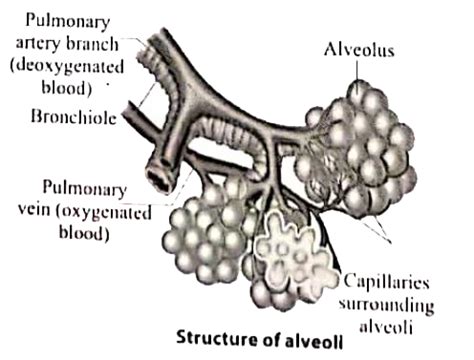 Draw the diagram of structure of alveoli.