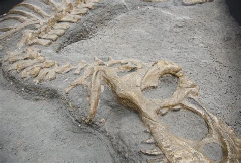 恐龙化石图片_旅游摄影_自然景观-图行天下素材网