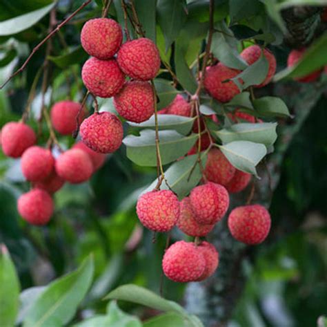 Litchee Fruit Plants (Litchi Chinensis) – veliyathgardens