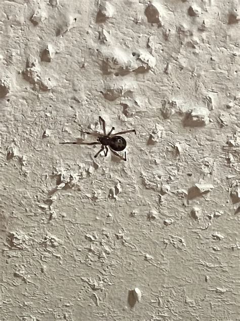 Eastern Nebraska : r/whatisthisspider