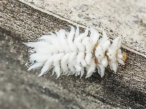 Larve Cryptolaemus montrouzieri (Australischer Marienkäfer Larve) - Insects