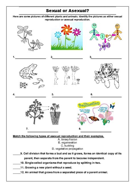 Plant Reproduction Worksheet Answers – Ame.my.id - reproduction of plants question answers