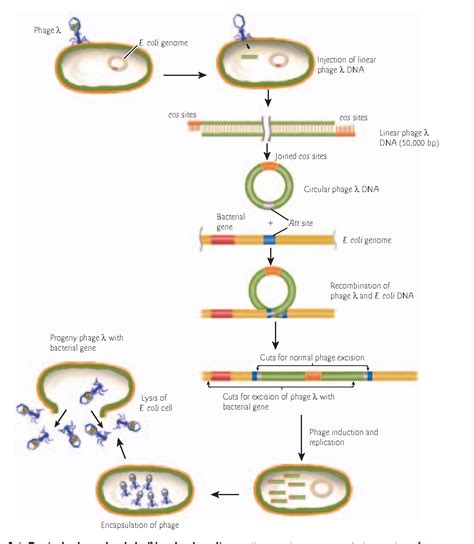 Recombinant DNA 的图像结果