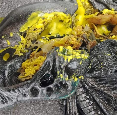 Image result for Alien vs Predator Head