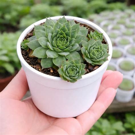 Affordable Plants Online - Starts for just ₹49 in india – Plant Orbit