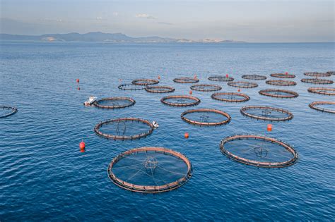 Aquatic Biotechnology 的图像结果