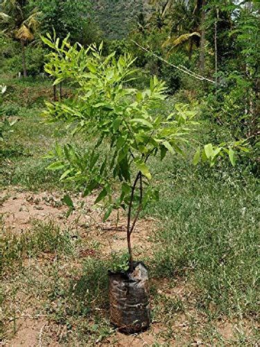 Chandanam or Sandalwood Tree Live Plant : Amazon.in: Garden & Outdoors