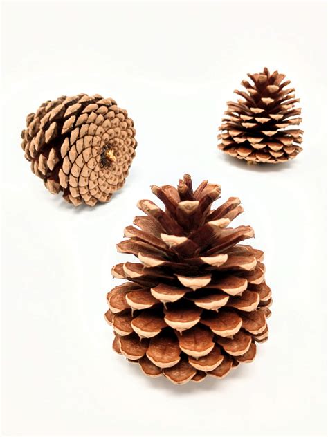 Buy Unscented Pine Cones Large for Crafts - 12 Pinecones Bulk - Natural ...
