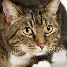 shorthair cat european shorthair cat breed personality info hill s pet shorthair cat european shorthair cat breed personality info hill s pet