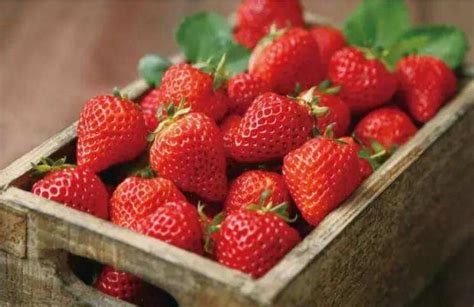 【草莓的营养价值及功效与作用是什么】 - 乐乐问答