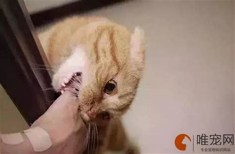 小知识：猫抓伤狂犬病几乎为0，3种情况被猫咬千万不要打狂犬疫苗(抓伤轻微)-昌鑫号