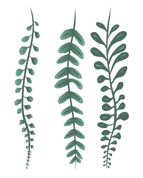 collier de perles et plantes succulentes dessin png 16713986 PNG