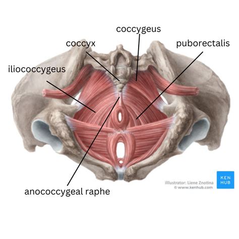 Coccyx Anatomy